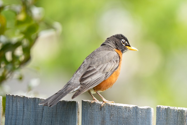 Free download bird robin perched plumage free picture to be edited with GIMP free online image editor