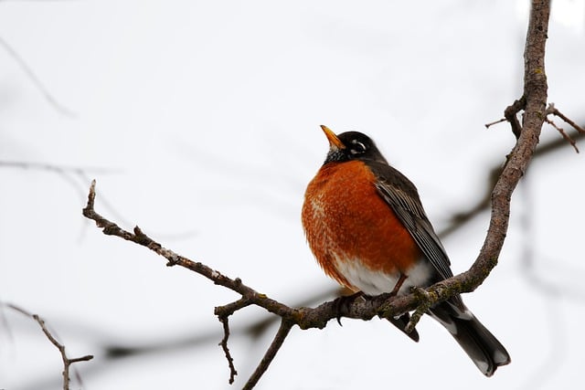 Free download bird robin plumage american robin free picture to be edited with GIMP free online image editor