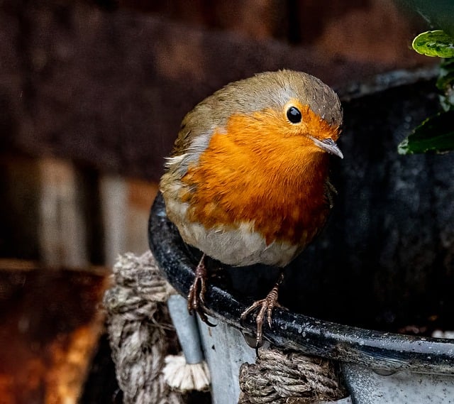ดาวน์โหลดภาพฟรี bird robin robin redbreast เพื่อแก้ไขด้วยโปรแกรมแก้ไขรูปภาพออนไลน์ฟรี GIMP
