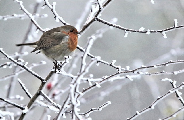 Free download bird robin robin redbreast feathers free picture to be edited with GIMP free online image editor