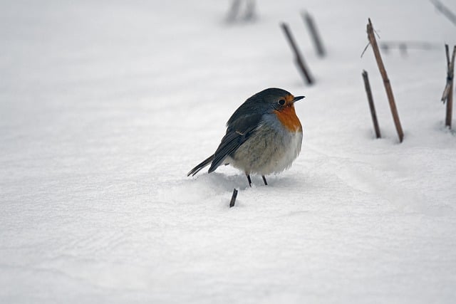 Free graphic bird robin snow bird watching to be edited by GIMP free image editor by OffiDocs