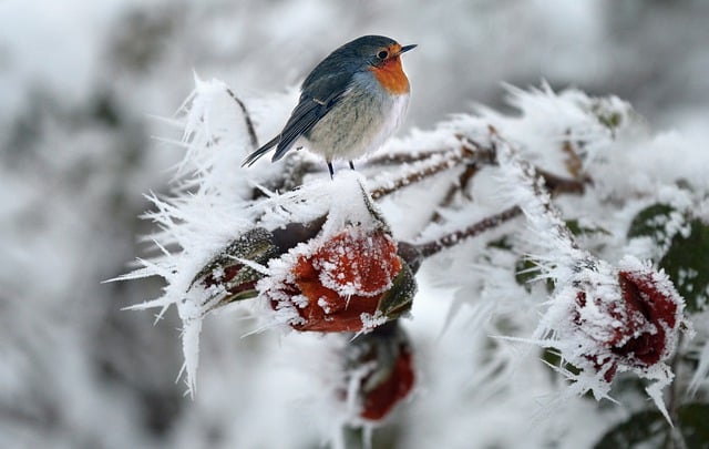 Free download bird robin snow hoarfrost free picture to be edited with GIMP free online image editor