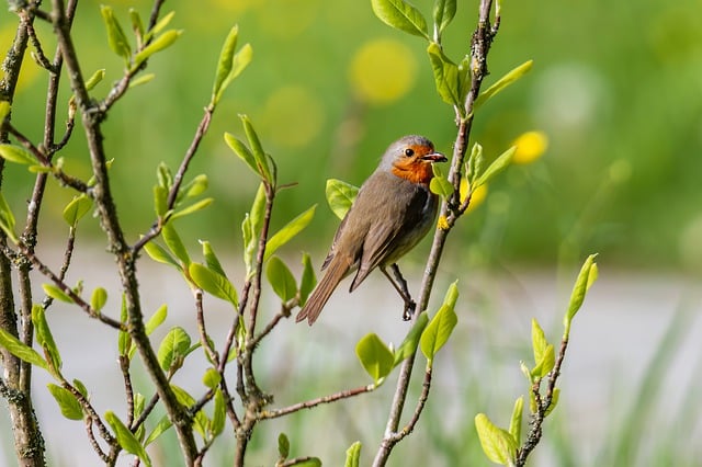 Free download bird robin songbird clouds free picture to be edited with GIMP free online image editor