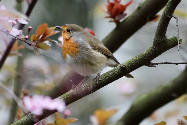 Free download bird robin songbird garden bird free picture to be edited with GIMP free online image editor