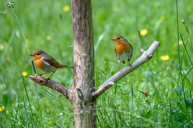 Free download bird robin songbird ornithology free picture to be edited with GIMP free online image editor