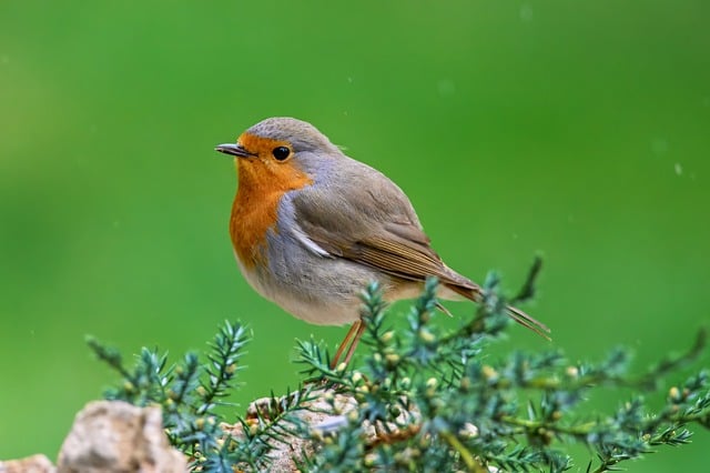 Free download bird robin songbird rain free picture to be edited with GIMP free online image editor