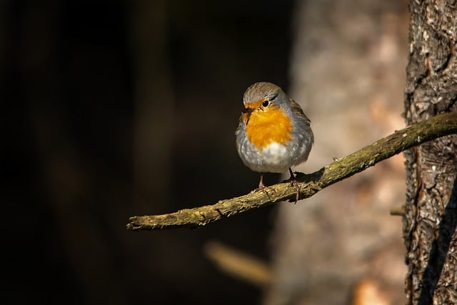 Free download bird robin songbird wildlife free picture to be edited with GIMP free online image editor