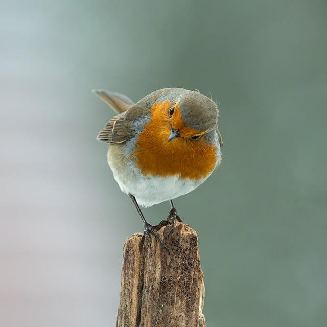 Descărcare gratuită pasăre robin vrabie toamna natură imagine gratuită pentru a fi editată cu editorul de imagini online gratuit GIMP