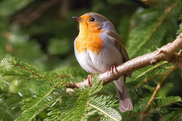 Free download bird robin spring songbird nature free picture to be edited with GIMP free online image editor