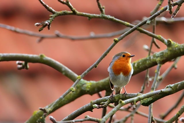 Free download bird robin tree branches spring free picture to be edited with GIMP free online image editor