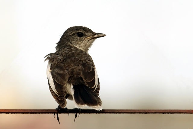 Free download bird robin wildlife free picture to be edited with GIMP free online image editor