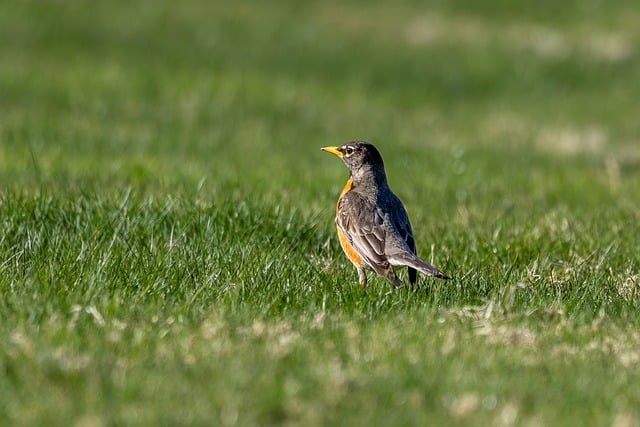 Free download bird robin wildlife ornithology free picture to be edited with GIMP free online image editor
