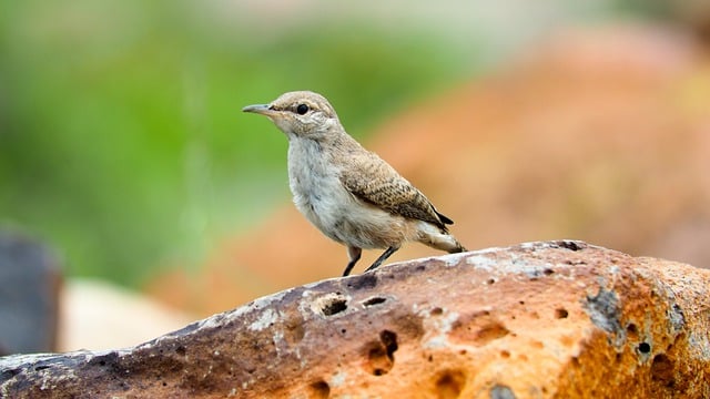 Free download bird rock outdoors wildlife summer free picture to be edited with GIMP free online image editor