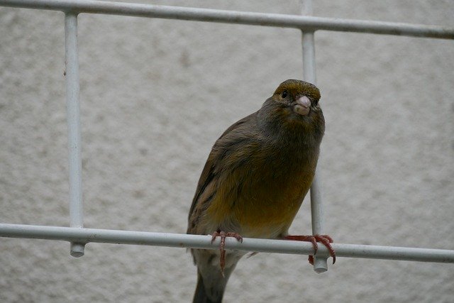 ດາວ​ໂຫຼດ​ຟຣີ Bird Rod Nature - ຮູບ​ພາບ​ຟຣີ​ຫຼື​ຮູບ​ພາບ​ທີ່​ຈະ​ໄດ້​ຮັບ​ການ​ແກ້​ໄຂ​ກັບ GIMP ອອນ​ໄລ​ນ​໌​ບັນ​ນາ​ທິ​ການ​ຮູບ​ພາບ​