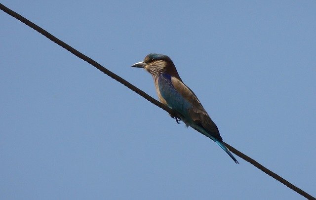 Free download Bird Roller Indian Coracias -  free photo or picture to be edited with GIMP online image editor