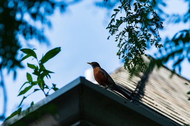 Bezpłatne pobieranie Bird Roof City - bezpłatne zdjęcie lub obraz do edycji za pomocą internetowego edytora obrazów GIMP