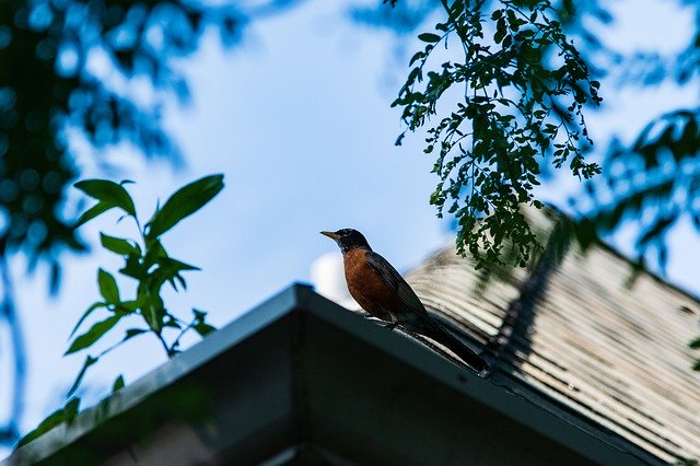 Unduh gratis Bird Roof City - foto atau gambar gratis untuk diedit dengan editor gambar online GIMP