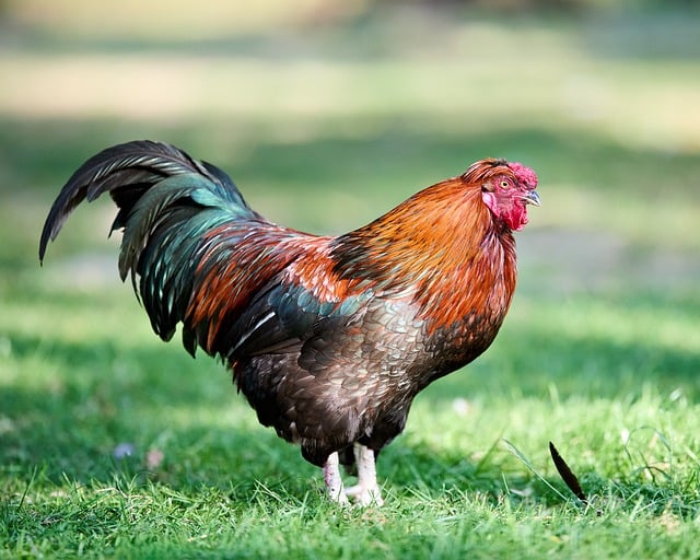 Free download bird rooster red haan grass free picture to be edited with GIMP free online image editor