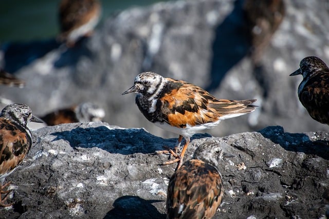 Free download bird ruddy turnstone free picture to be edited with GIMP free online image editor