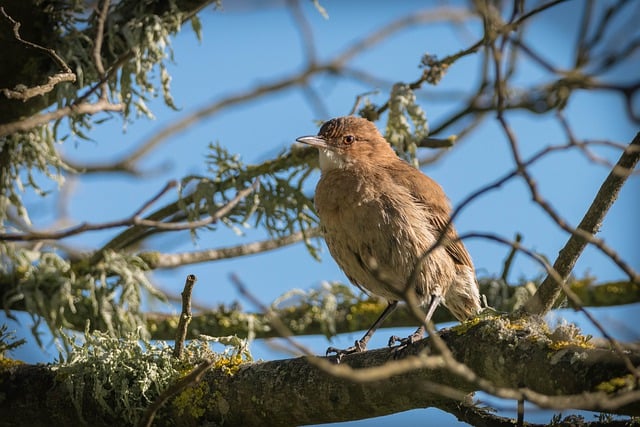 Free download bird rufous hornero furnarius rufus free picture to be edited with GIMP free online image editor