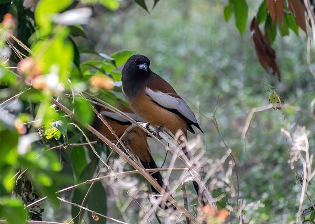 Free download bird rufous treepie free picture to be edited with GIMP free online image editor