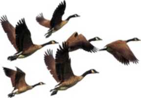 Free download birds-2030018__340 free photo or picture to be edited with GIMP online image editor