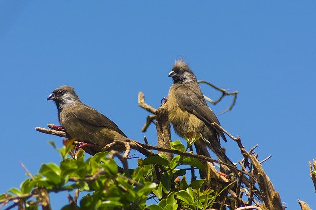 Download gratuito Birds Africa Animal - foto o immagine gratuita da modificare con l'editor di immagini online di GIMP