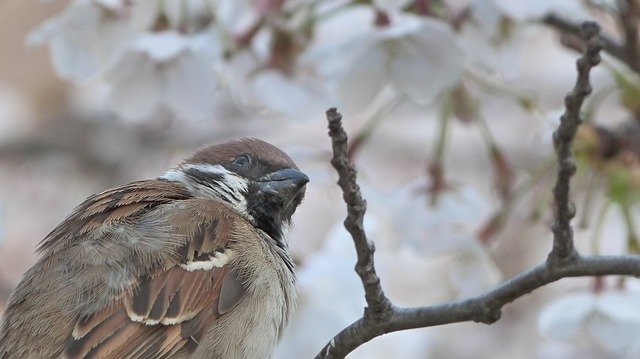 Free download Bird Sakura Spring Cherry -  free photo or picture to be edited with GIMP online image editor