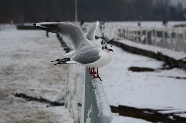 Download grátis Birds Alki Sea - foto ou imagem gratuita para ser editada com o editor de imagens online GIMP