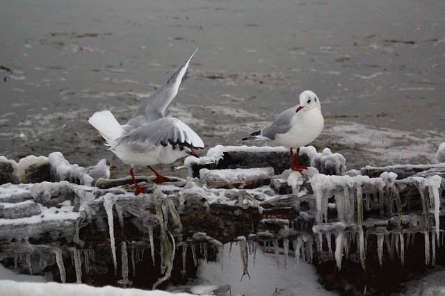 Bezpłatne pobieranie Birds Alki White - darmowe zdjęcie lub obraz do edycji za pomocą internetowego edytora obrazów GIMP