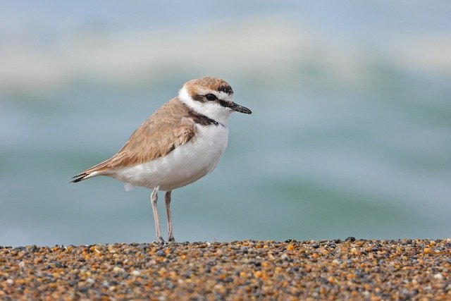 免费下载鸟沙动物海岸自然免费图片以使用 GIMP 免费在线图像编辑器进行编辑