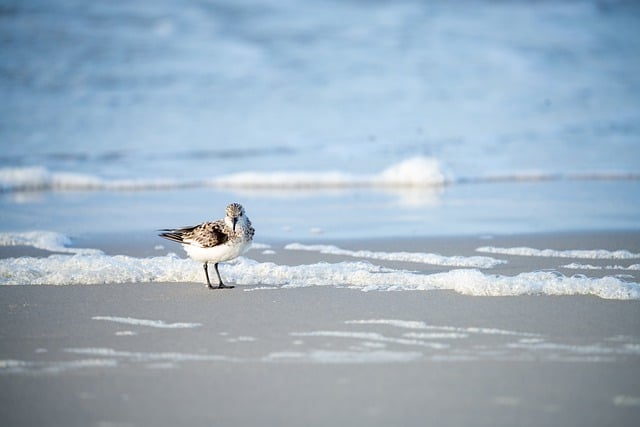 Free download bird sanderling beach sand shore free picture to be edited with GIMP free online image editor