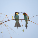 Birds and fruit trees  screen for extension Chrome web store in OffiDocs Chromium