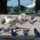 Birds and geese share the yard  screen for extension Chrome web store in OffiDocs Chromium