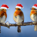 birds and hats  screen for extension Chrome web store in OffiDocs Chromium