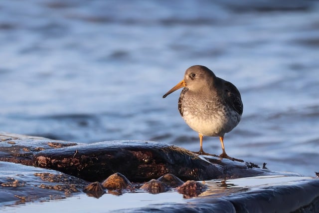 Free download bird sandpiper purple sandpiper free picture to be edited with GIMP free online image editor
