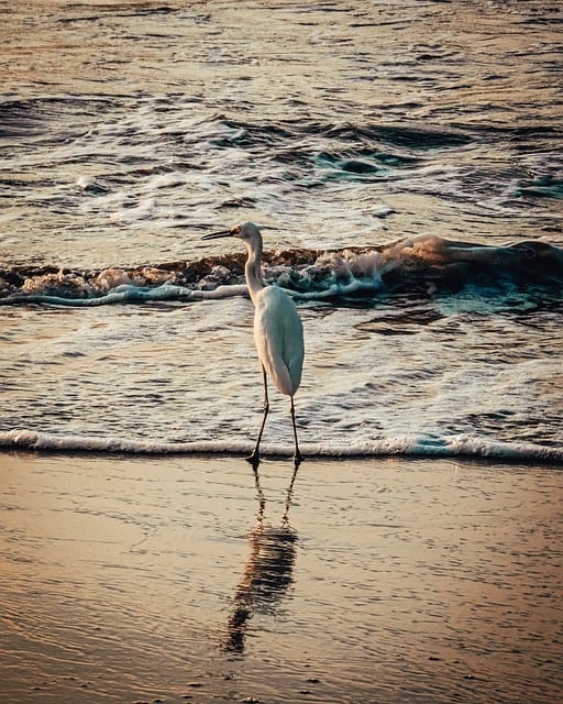 Free download bird sand sea beach ocean water free picture to be edited with GIMP free online image editor