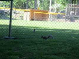 Free download Birds and Squirrels at the Governor John Notte Memorial Park! free photo or picture to be edited with GIMP online image editor