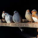 Birds and their pretty beaks  screen for extension Chrome web store in OffiDocs Chromium