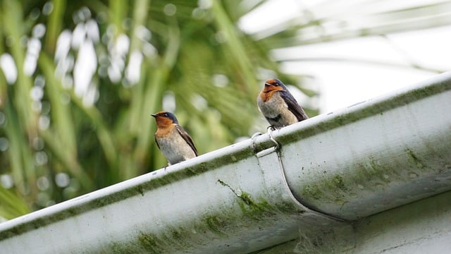 دانلود رایگان عکس پرندگان حیوانات حیات وحش طبیعت برای ویرایش با ویرایشگر تصویر آنلاین رایگان GIMP