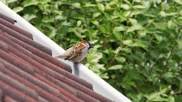 Free download birds animals wildlife ornithology free picture to be edited with GIMP free online image editor