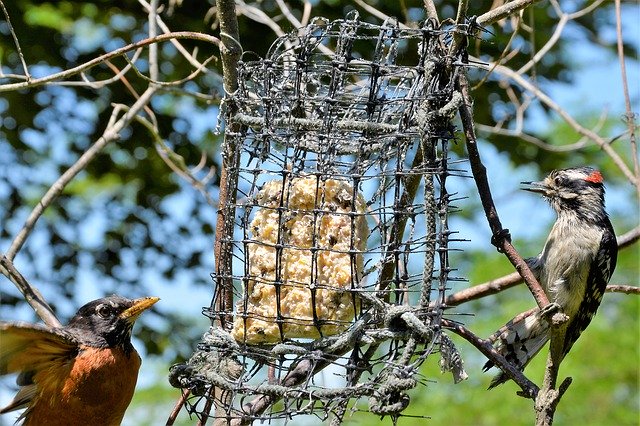 Unduh gratis Birds Arguing Woodpecker - foto atau gambar gratis untuk diedit dengan editor gambar online GIMP