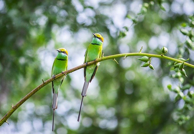 Free download birds asian green bee eater avian free picture to be edited with GIMP free online image editor