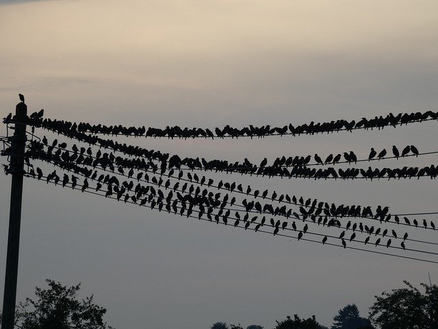 ດາວໂຫຼດຟຣີ Birds Autumn Crow - ຮູບພາບຫຼືຮູບພາບທີ່ບໍ່ເສຍຄ່າເພື່ອແກ້ໄຂດ້ວຍຕົວແກ້ໄຂຮູບພາບອອນໄລນ໌ GIMP