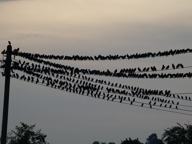 免费下载 Birds Autumn Crow - 可使用 GIMP 在线图像编辑器编辑的免费照片或图片