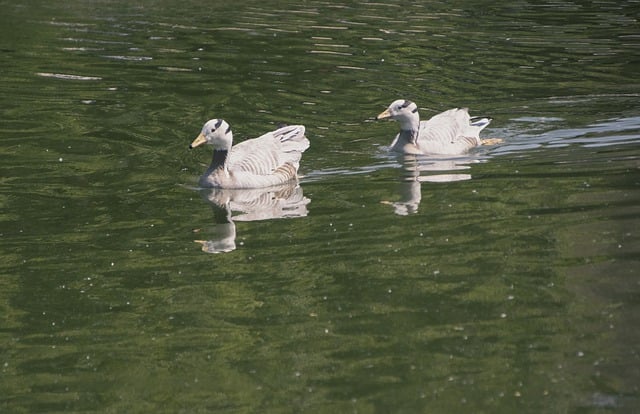 Free download birds bar headed goose ornithology free picture to be edited with GIMP free online image editor
