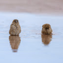 Birds Bathing in the River  screen for extension Chrome web store in OffiDocs Chromium