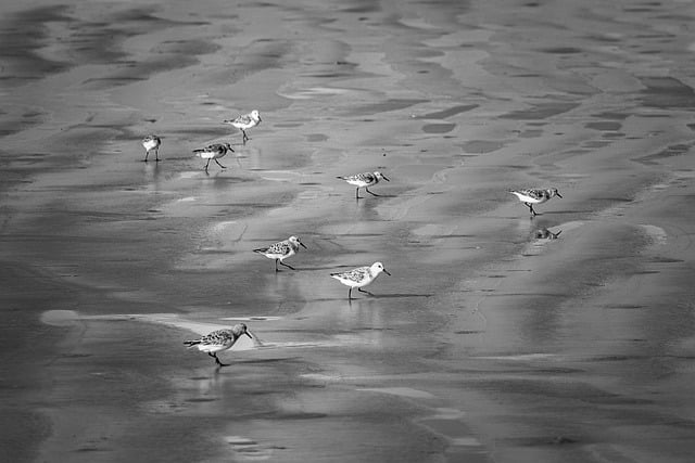 Free download birds beach fishing race free picture to be edited with GIMP free online image editor