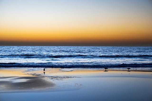 Free download birds beach sunset sky ocean sea free picture to be edited with GIMP free online image editor