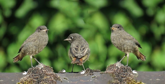 Free download birds beak juvenile wall avian free picture to be edited with GIMP free online image editor